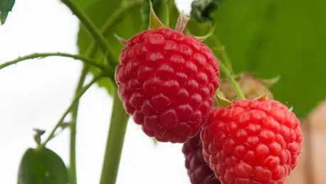 Fieldwork Robotics and Burro Partner to Revolutionize Raspberry Harvesting